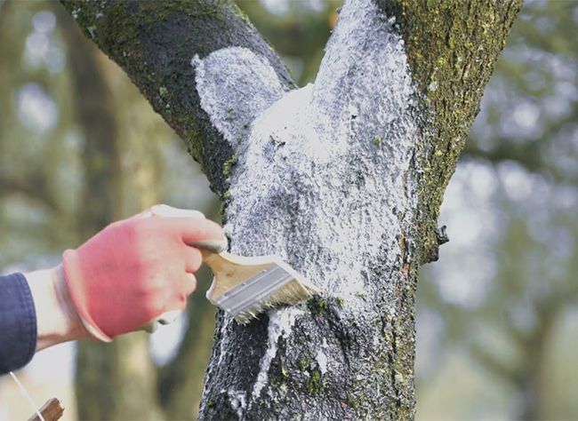 entretien arbres fruitiers